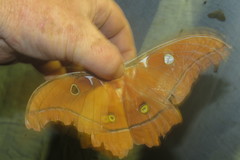 Antheraea godmani