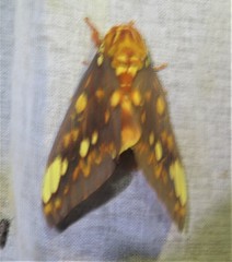 Citheronia bellavista