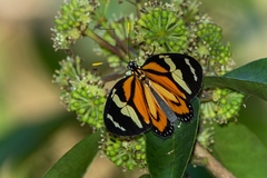 Lycorea halia discreta