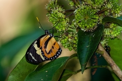 Lycorea halia discreta