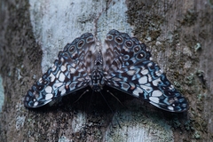 Hamadryas fornax