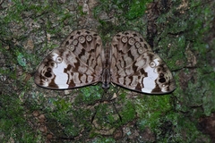 Ectima thecla