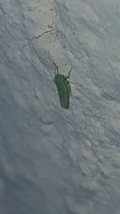 Cicadellidae