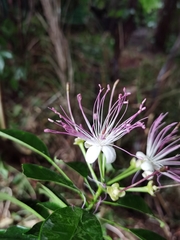 Capparidastrum discolor