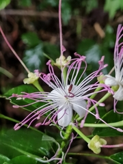 Capparidastrum discolor