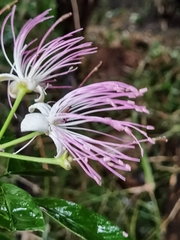 Capparidastrum discolor