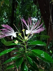 Capparidastrum discolor