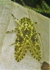 Lichnoptera pollux