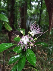 Capparidastrum discolor