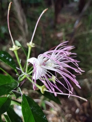 Capparidastrum discolor