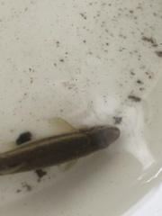 Rhinichthys atratulus