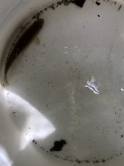 Rhinichthys atratulus