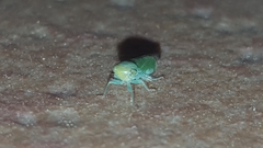 Cicadellidae
