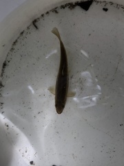 Rhinichthys atratulus