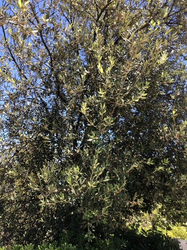 photo of Holm Oak (Quercus ilex)
