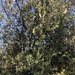 photo of Holm Oak (Quercus ilex)