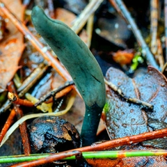 Microglossum nudipes