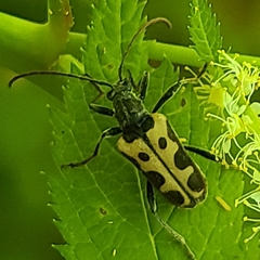 Rhagiini