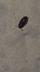 Coleoptera