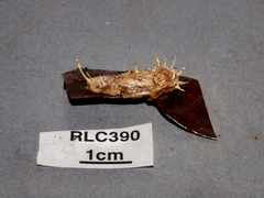 Akanthomyces tuberculatus