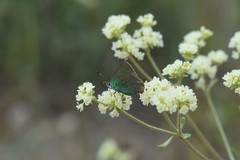 Callophrys affinis