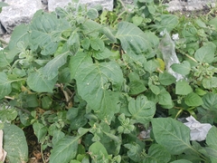 Magnoliopsida