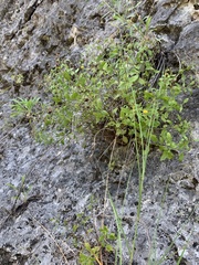 Perityle lindheimeri