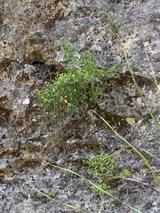 Perityle lindheimeri