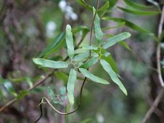 Lygodium articulatum