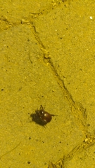 Dynastinae