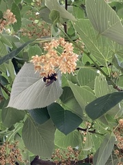 Bombus auricomus
