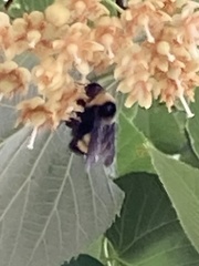 Bombus auricomus