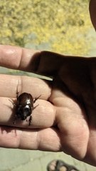 Dynastinae