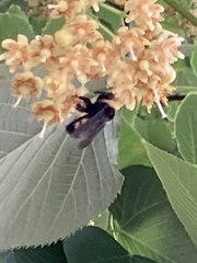 Bombus auricomus