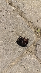 Dynastinae