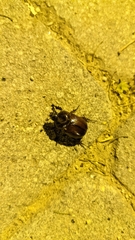 Dynastinae