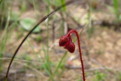 Drosera hirtella