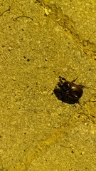 Dynastinae