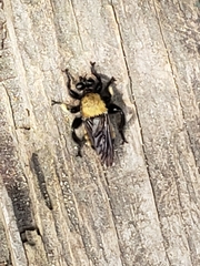 Laphria macquarti