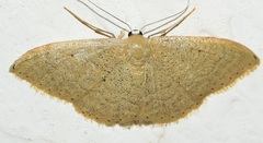 Idaea sardoniata