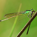 Ischnura senegalensis - Photo (c) Green Baron Pro, algunos derechos reservados (CC BY-NC-ND)