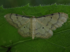 Idaea politaria