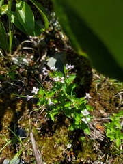 Houstonia montana