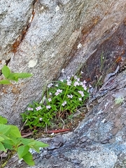 Houstonia montana