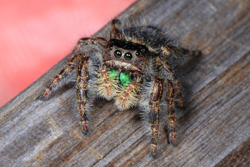 Bold Jumping Spider photographed in Maryland