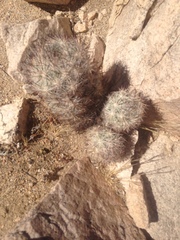 Escobaria alversonii