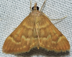 Ecpyrrhorrhoe diffusalis