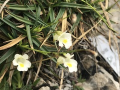 Pinguicula alpina