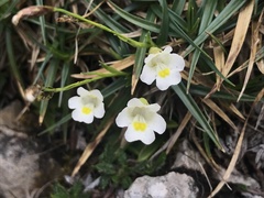 Pinguicula alpina