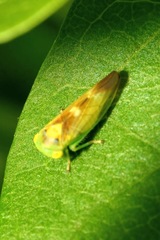 Populicerus nitidissimus